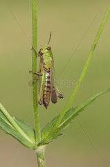 Grasshopper on a stalk Prairie wet Lorraine France
