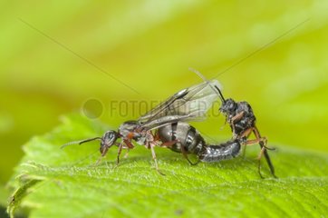 Mating Ants Lawn limestone Lorraine France