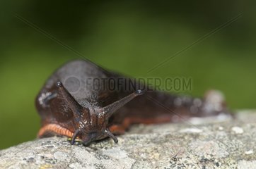 Black slug on a rock in a bog Vosges France
