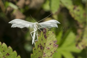White Plume Moth on a leaf - France