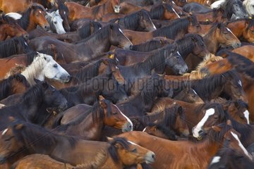 Gathering Horses Rapa das bestas Galicia Spain