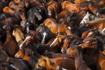 Gathering Horses Rapa das bestas Galicia Spain