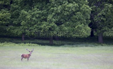 Male Red Deer standing in a meadow GB