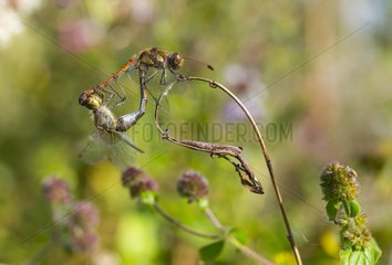 Common Darter on stem Basque country France