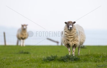Domestic Sheeps standing in a meadow at spring GB