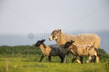 Domestic Sheeps standing in a meadow at spring GB