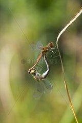 Common Darter mating on stem Basque country France