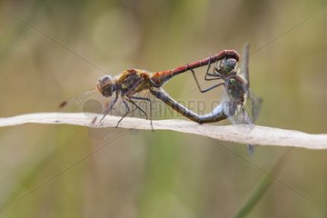Common Darter mating on leaf Basque country France