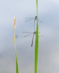 Green Emerald Damselfly mating Basque country France