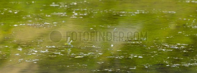 Anax emperor lay on the water Basque Country Spain