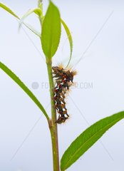 Knotgrass caterpillar Basque Country Spain