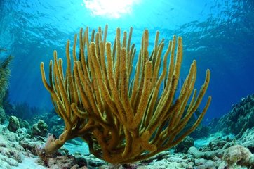 Gorgonian in the Archipelago of Los Roques NP