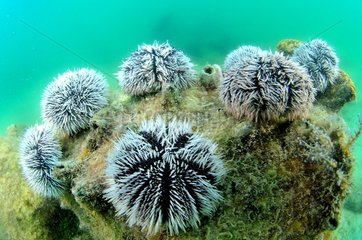 Sea urchin in the Archipelago of Los Roques NP
