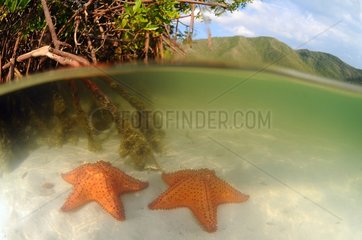 Starfishes in the mangrove Los Roques NP