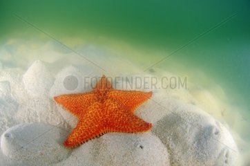Starfish on the sand in the Los Roques archipelago NP