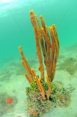 Sponge in the Los Roques archipelago NP