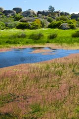 Wetland Pond and Rocks Los Barruecos NM Spain