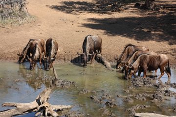 Common Wildebees drinking in a watering place South africa