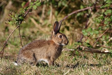 European Rabbit in alarm at spring Finistère France