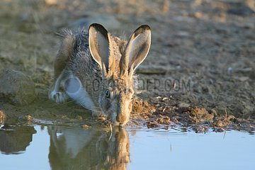Granada Hare drinking at a pond in summer Spain