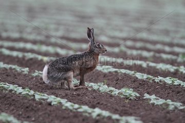 European hare on alert ready to jump in the spring Finistère
