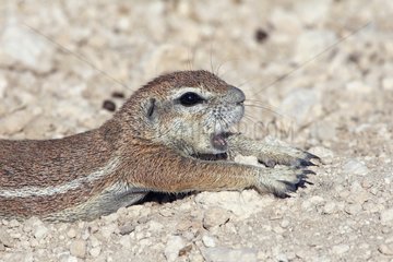 South African Ground Squirrel yawning and stretching Namibia