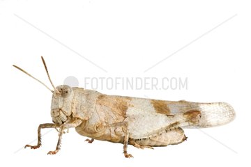 Blue-winged Grasshopper on white background