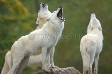 Eurasian toundra wolves howling in a pack