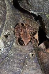Stejneger's Rain Frog (Craugastor stejnegerianus)  Costa Rica