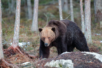 Brown Bear (Ursus arctos) in undergrowth  Sweden