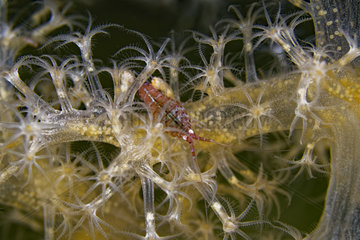 Soft corail (Gersemia fruticosa) and Amphipod (Amphipoda sp)  White Sea  Nilmoguba  Republic of Karelia  Russia