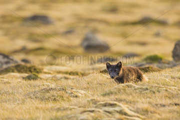 Arctic fox (Vulpes lagopus) near the cliffs of Látrabjarg  Iceland.