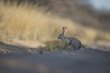 Cape hare (Lepus capensis) on a track  Kalahari  Kgalagadi  Botswana