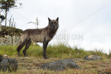 Wolf (Canis lupus) on saltmarsh  Great Bear Rainforest  British Columbia  Canada