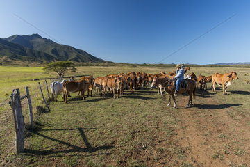 Rider and herd of Brahmin Zebu in a pasture. New Caledonia.