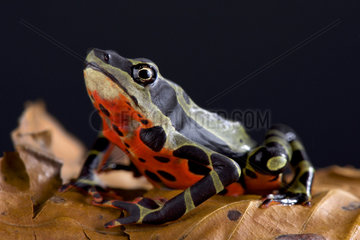 The Limon harlequin frog (Atelopus sp Limon) is a critically endangered toad species from Limon  Equator.