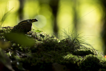 Fire salamander (Salamandra salamandra) in forest  Alsace  France