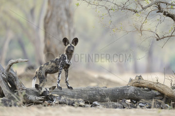 African wild dog (Lycaon pictus) at rest  Mana Pools  Zimbabwe