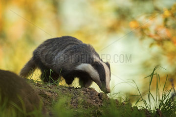 A female Badger emerges from her sett in the Peak District National Park  UK