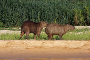 Capybara (Hydrochoerus hydrochaeris) male and femelle in heat  Pantanal  Brazil