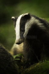 A young European Badger (Meles meles) rests briefly in the Peak District National Park  UK.