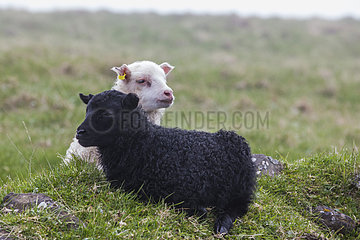 Sheep of Iceland  pair. Flatey Island  Iceland.