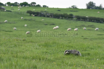 Badger (Meles meles) looking for food in a meadow