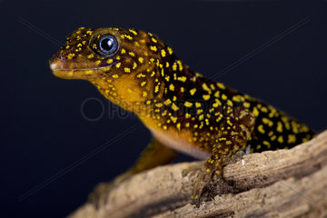 Annulated gecko (Gonatodes annularis)