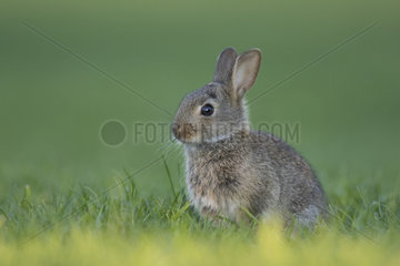Rabbit (Oryctolagus cuniculus) juvenile  Burgundy  France