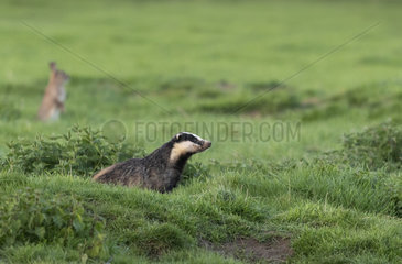 Badger (Meles meles) standing in a meadow