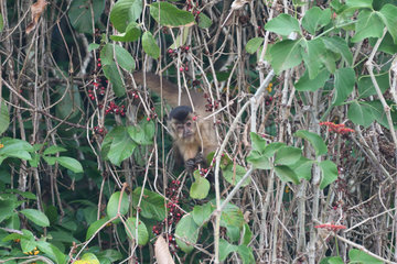 Brown capuchin (Cebus apella)  Pantanal  Brazil