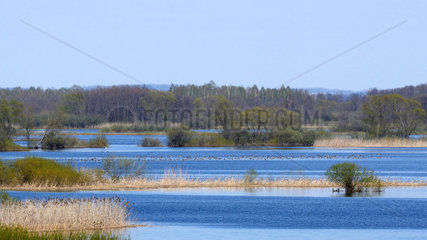 Flooded plain in spring  Biebrza National Park  Poland