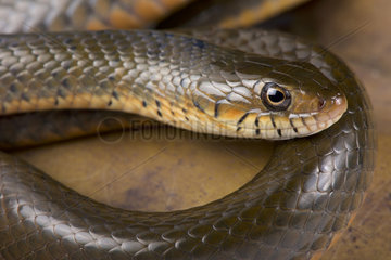 Smith's African Water Snake (Grayia smithii)