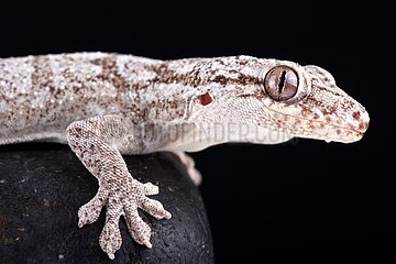 The Giant Madagascan velvet gecko (Blaesodactylus sakalava) is a large predatory gecko species endemic to western Madagascar.